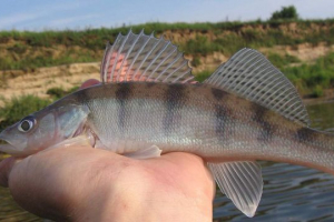 Bursh - wyłącznie rosyjska ryba Bursh - wyłącznie rosyjska ryba